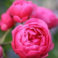 Роза флорибунда Помпонелла